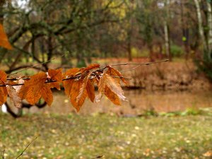 18 Tiergarten