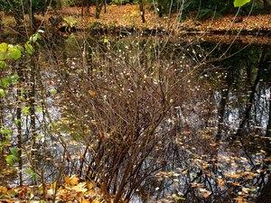 27 Tiergarten