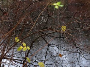 38 Tiergarten