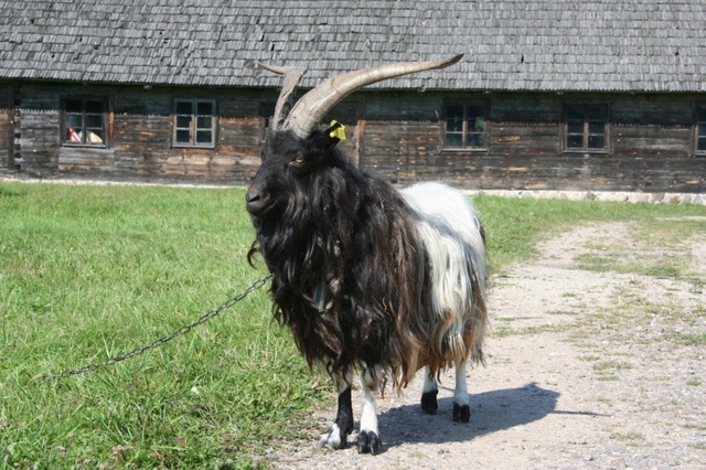 Skansen rumszyszki11