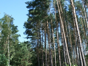 Skansen rumszyszki16