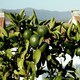 zielone cytrynki