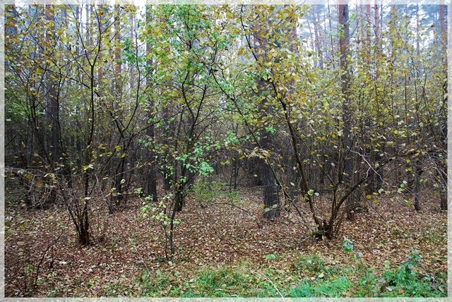 Leszczynowy las