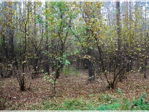 Leszczynowy las
