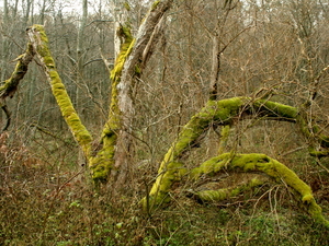 Bieszczady02