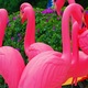 flamingi.... wersja ogrodowa