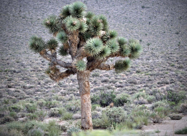 Jozue Tree