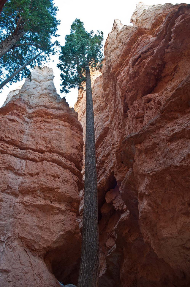 Bryce National Park