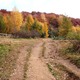 kolorowy las październikowy