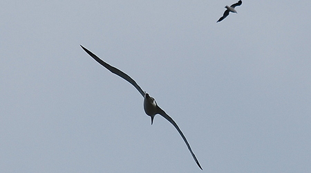 albatrosy