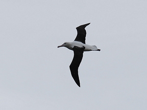 grzbiecik albatrosa