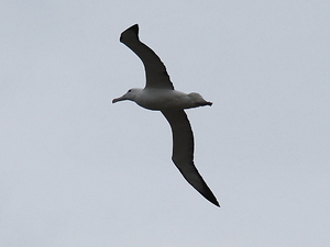 brzuszek albatrosa