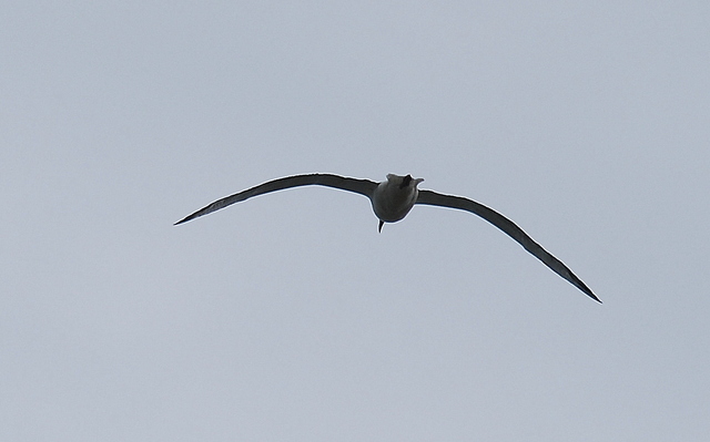 skrzydła albatrosa