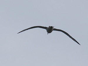 skrzydła albatrosa