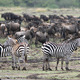 Zebry i Gnu w Masai Mara