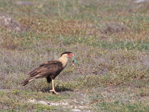 Caracara