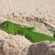 zielona iguana - drugi z symboli Aruby