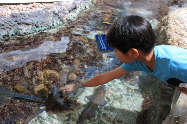 Singapur - Sentosa - oceanarium