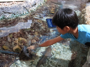 Singapur - Sentosa - oceanarium