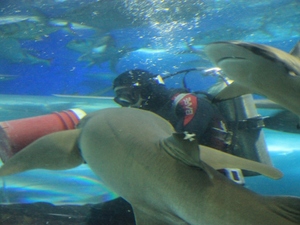 Singapur - oceanarium 