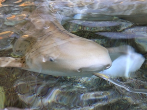 Singapur - oceanarium 