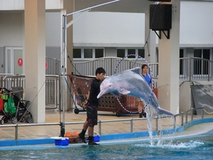 Sentosa - delfinarium