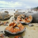 522335 - Moeraki MOERAKI BOULDERS