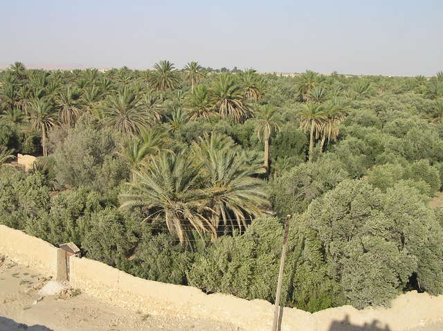 Palmyra