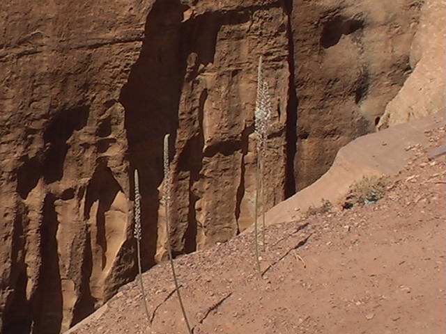 Petra