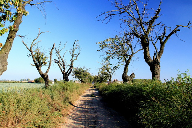 aleja drzew