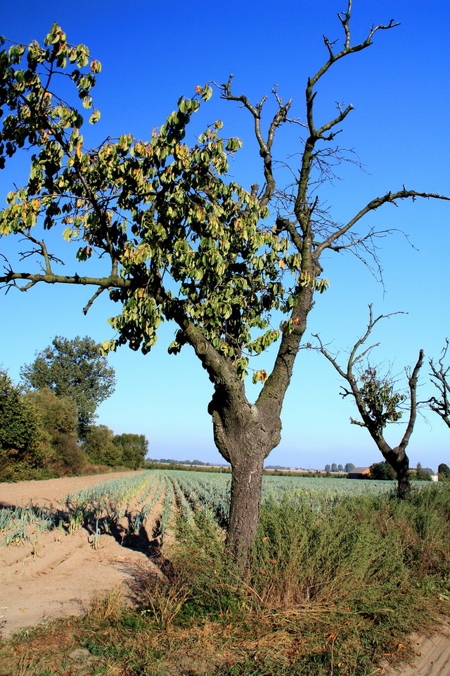 ostatnie liście
