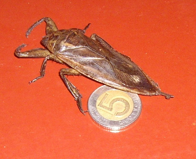 Robal za piec zl
