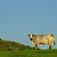 Muuuuu