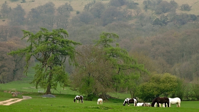 Konie pod Hatterrall Ridge