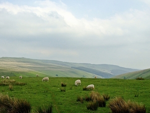 Owce z Grwyne Fawr