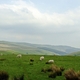 Owce z Grwyne Fawr
