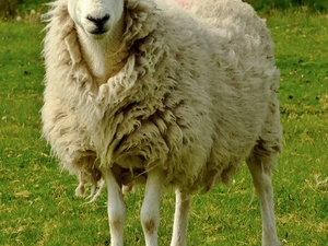 Owce z Grwyne Fawr