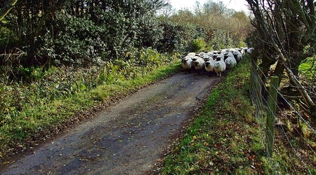 Dzikie owce atakują w Llanveynoe