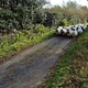 Dzikie owce atakują w Llanveynoe