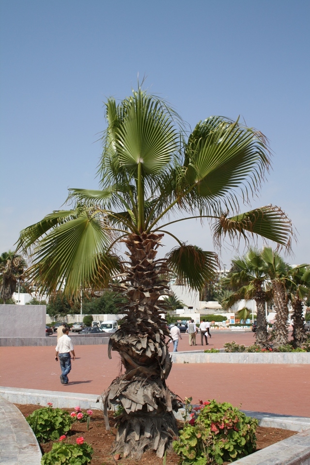 Niesamowite palmy