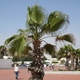 Niesamowite palmy