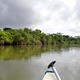 Kajakiem po Old Belize River