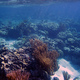 Belize, podwodny swiat