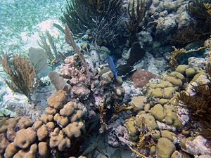 Belize, podwodny swiat