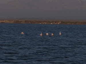 Flamingi tylem