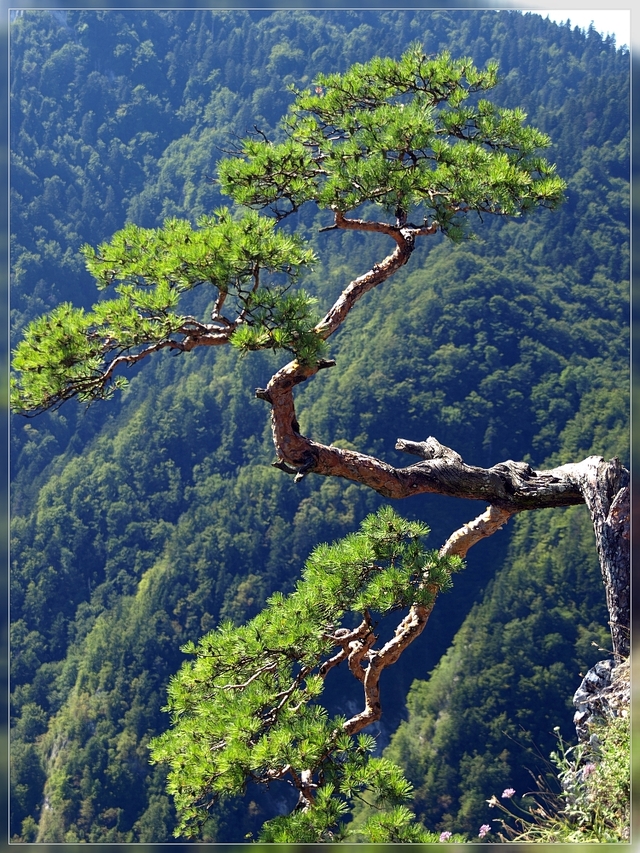Pieniny