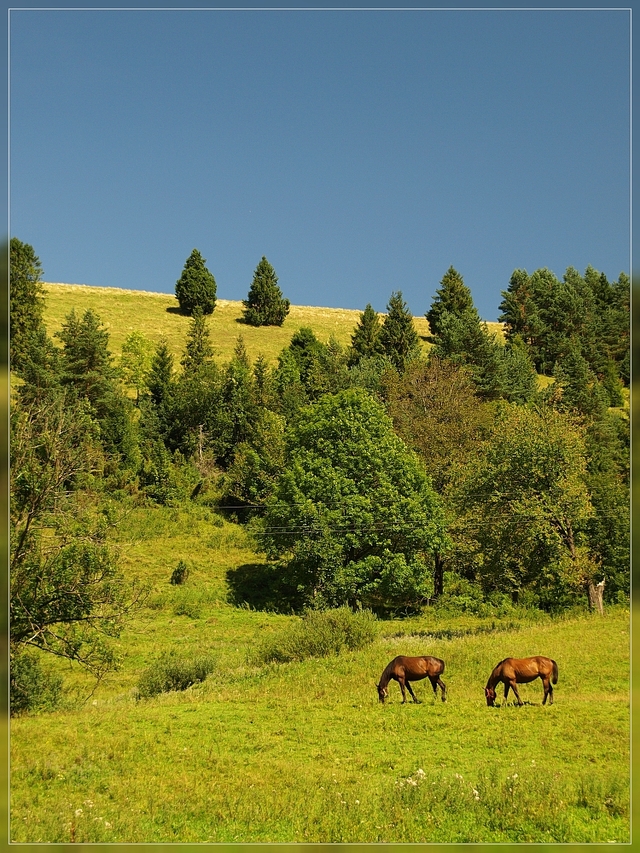 Pieniny