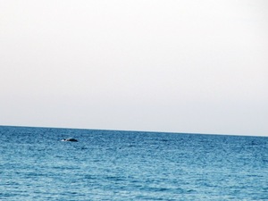 delfin 3