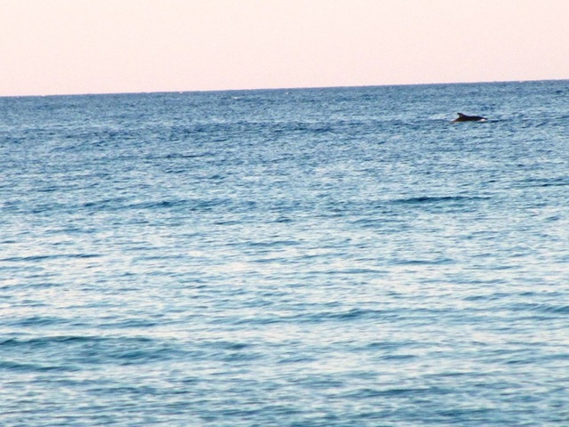 delfin 1