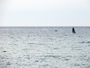 delfin 2